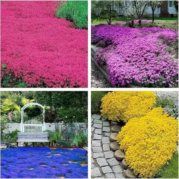 Low-Maintenance Thyme Seeds, Mixed Color, 100 Count - Alt