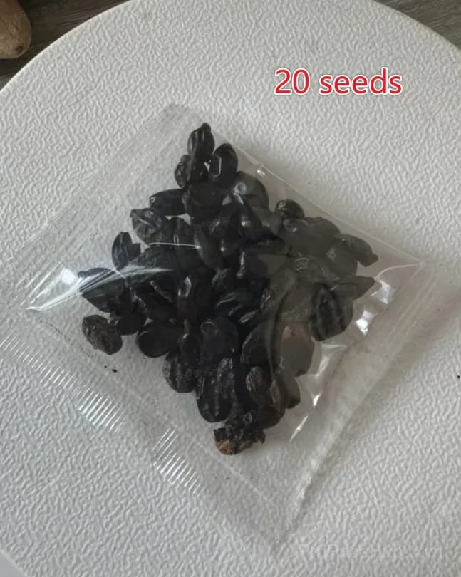 Mix Hydrangea Seeds, Perennial, 200 Seeds - View 18