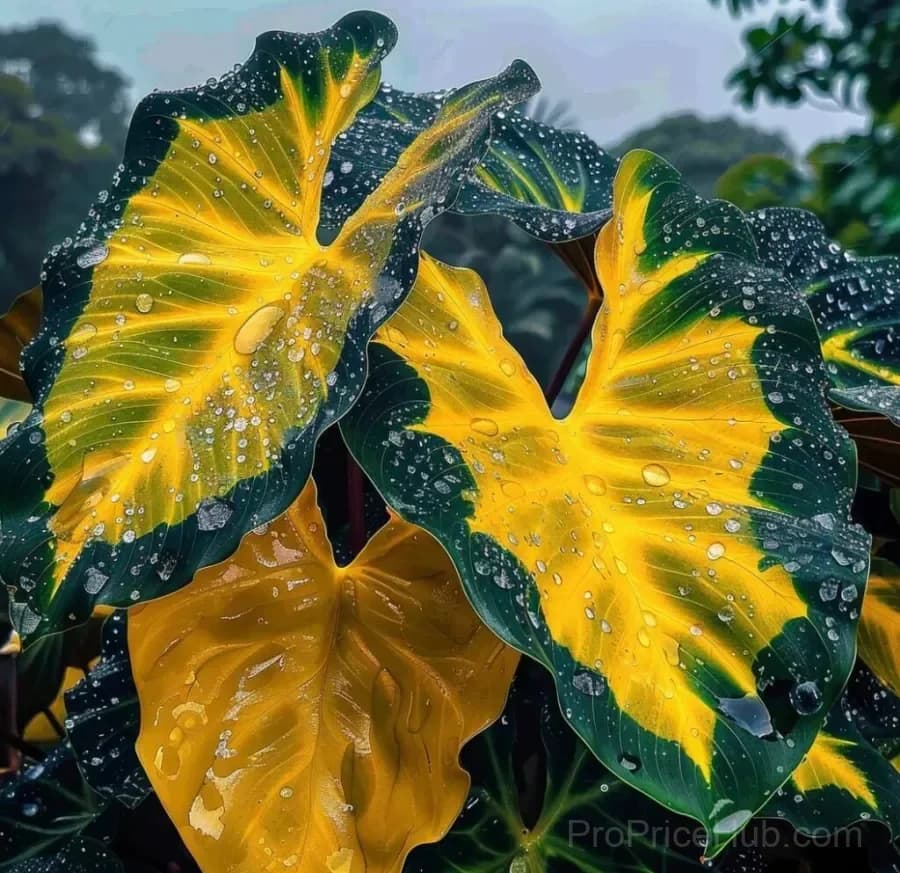 Rare Giant Multi-Color Caladium Bulbs – Tropical Leaves, Easy to Grow - View 16