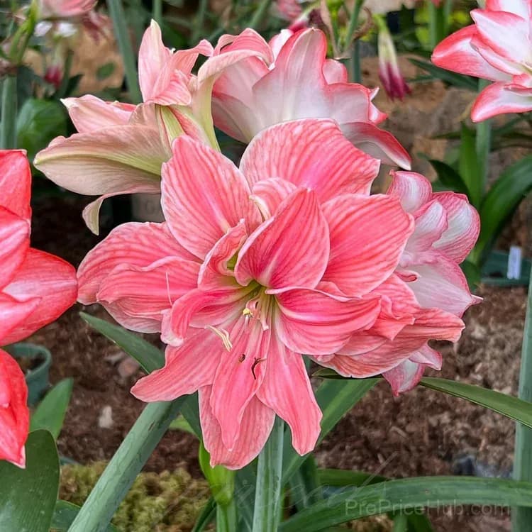 Double-Flowered Amaryllis Bulbs for Garden Planting - View 7