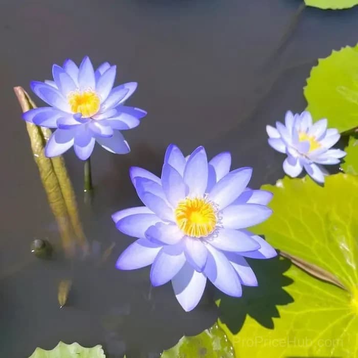 Sacred Bonsai Bowl Lotus Seeds – Water Garden Variety - View 5