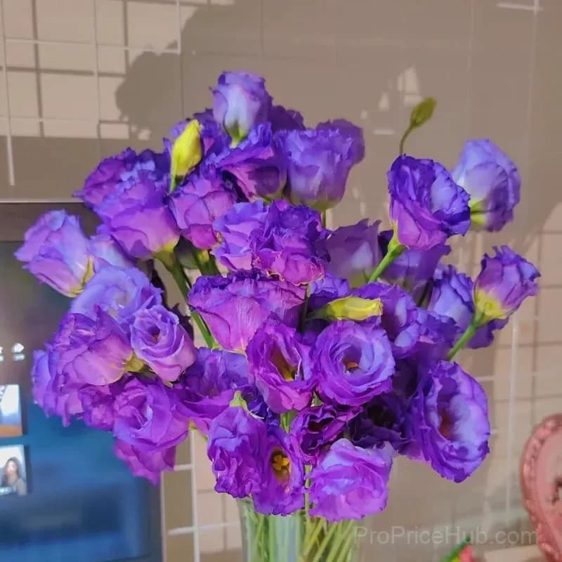 Eustoma Thornless Rose Lisianthus Seeds - 7 Day Germination - View 15
