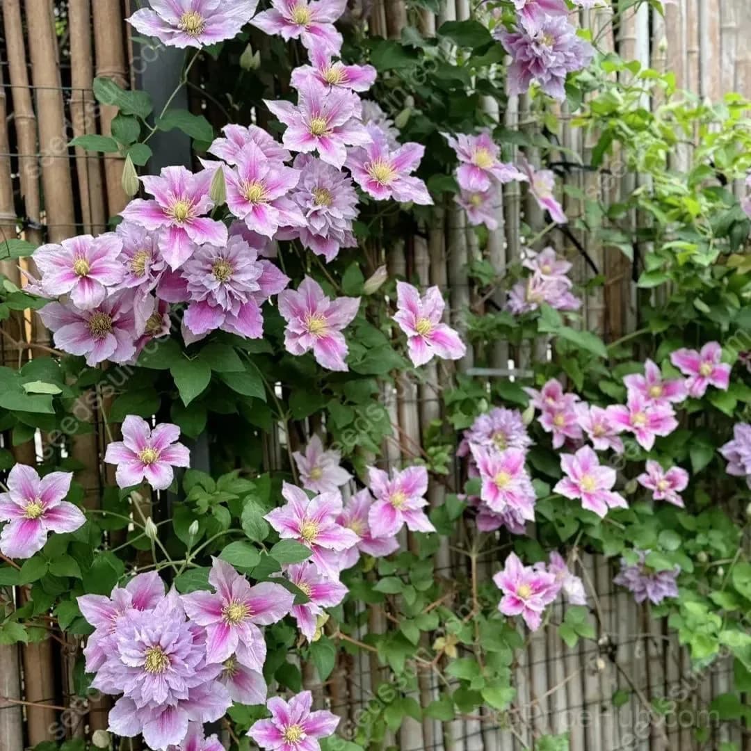 Clematis Flower Seeds - View 4