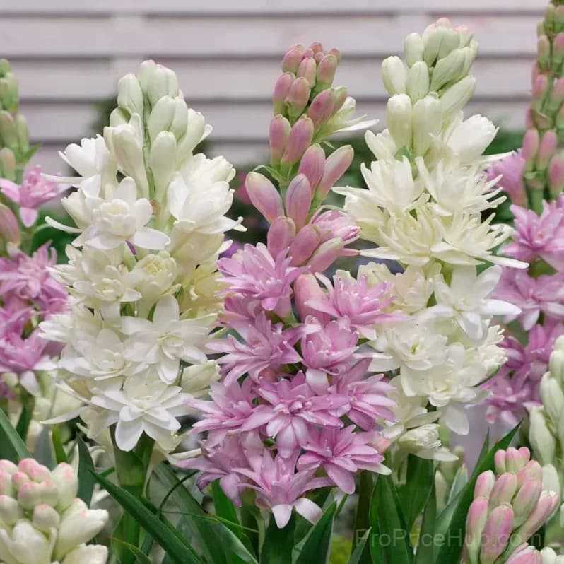 Double Perfume Tuberose Bulbs - Moon Garden Flower - View 9