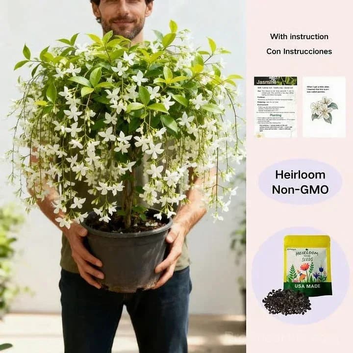 Double Jasmine Seeds – Double-Flowered Variety for Garden - View 4