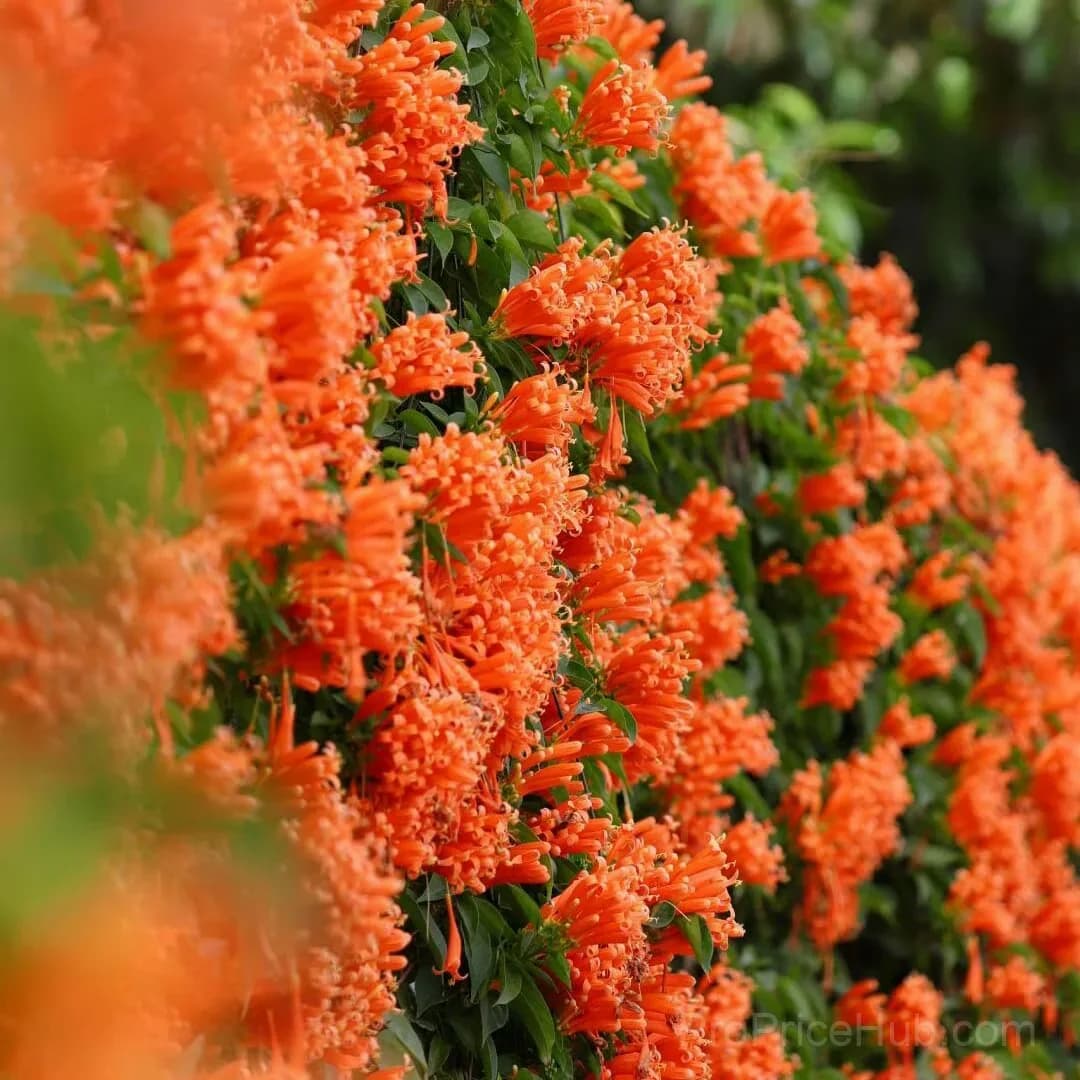 Epilobium garrettii Rainbow Burst Orange Glow Flower Seeds - Alt