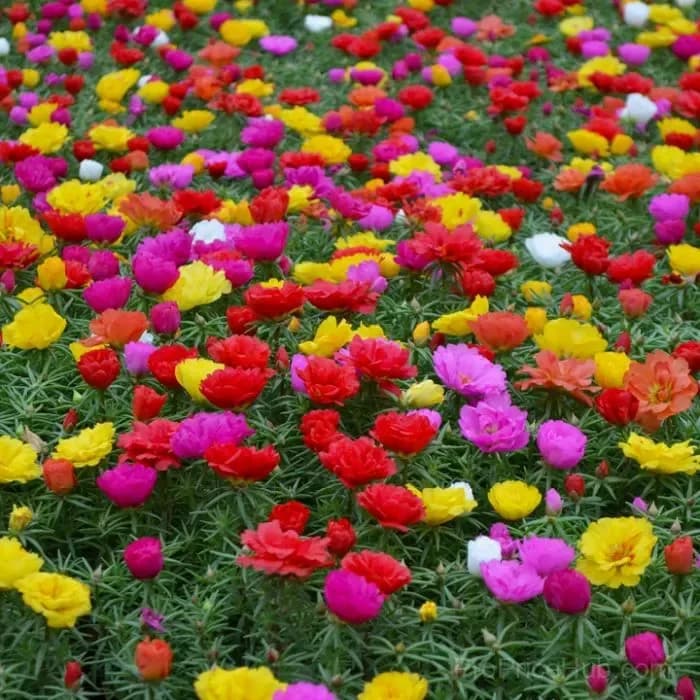 5000+ Four Season Mixed Moss Rose Seeds - Alt
