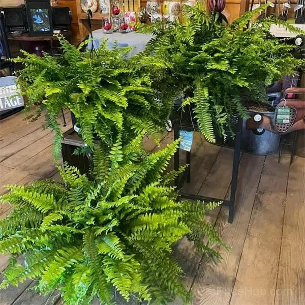 UV Resistant Lifelike Artificial Boston Fern - Main