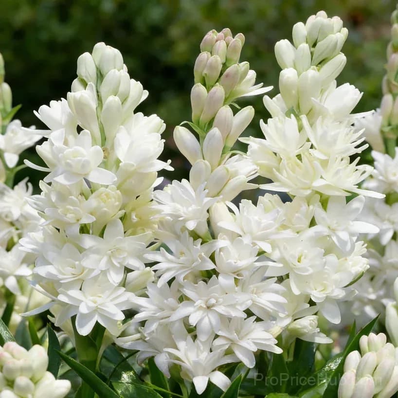 Double Perfume Tuberose Bulbs - Moon Garden Flower - View 10
