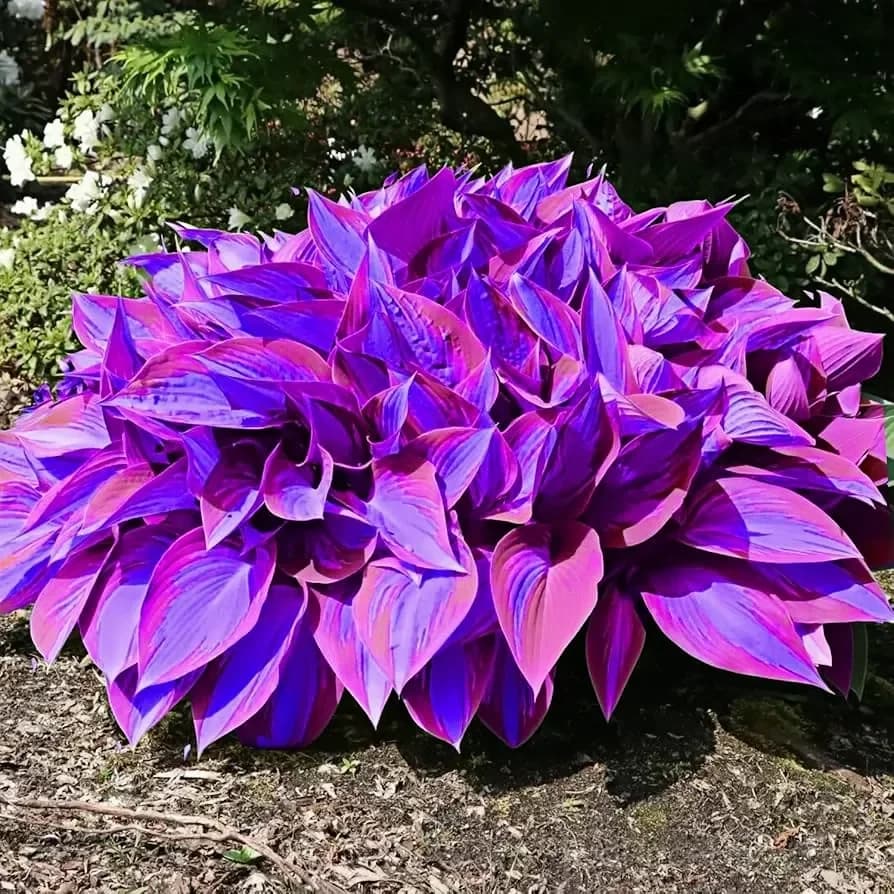 Premium Hosta Seeds for Lush Shade Gardens - View 6