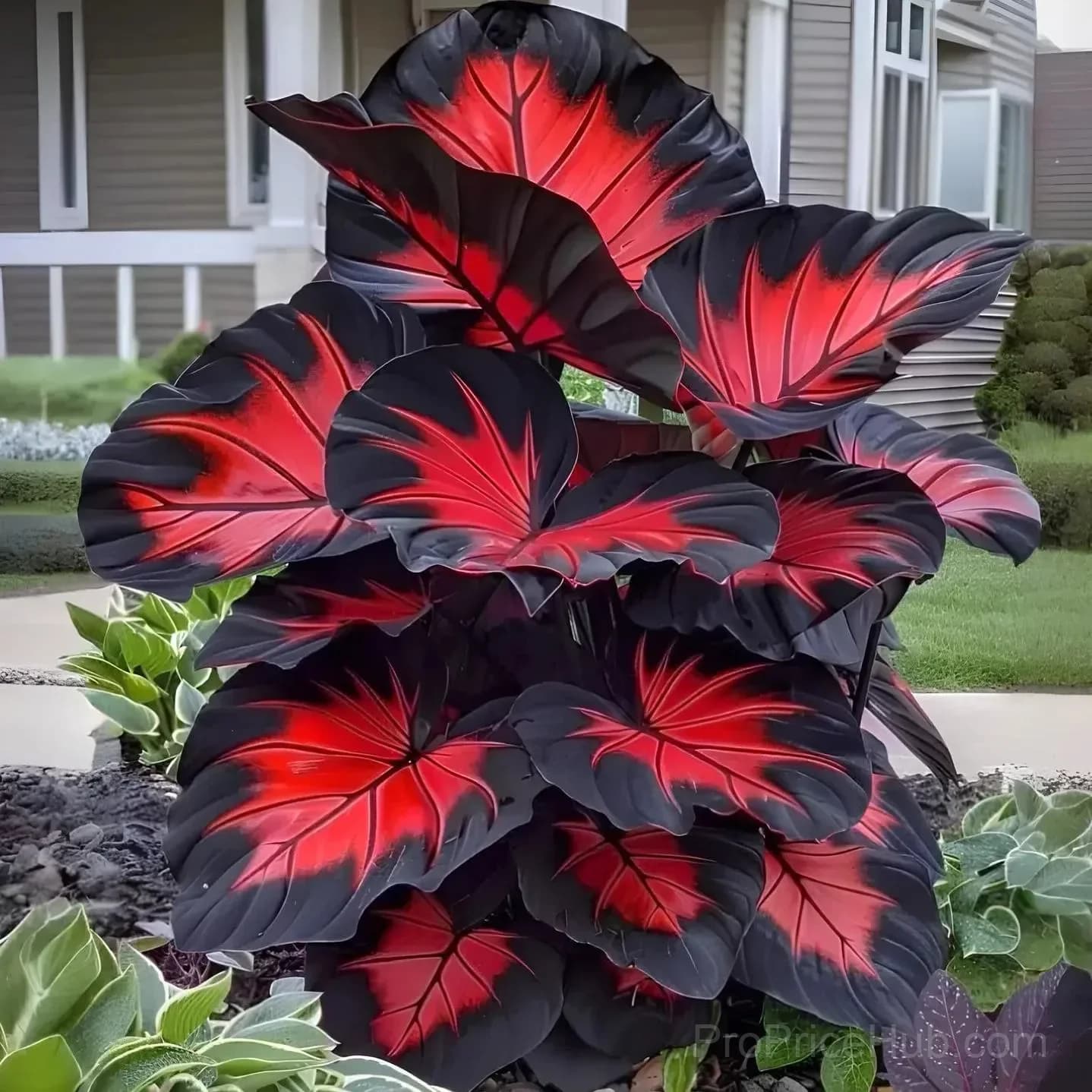 Rare Giant Multi-Color Caladium Bulbs – Tropical Leaves, Easy to Grow - View 12