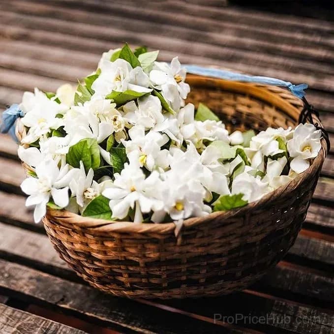 Double Jasmine Seeds – Double-Flowered Variety for Garden - View 6