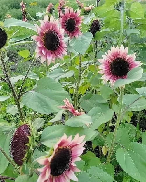 Cherry Rose Sunflower Seeds - Alt