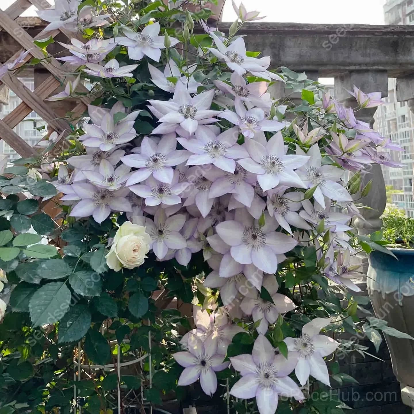 Clematis Flower Seeds - View 7