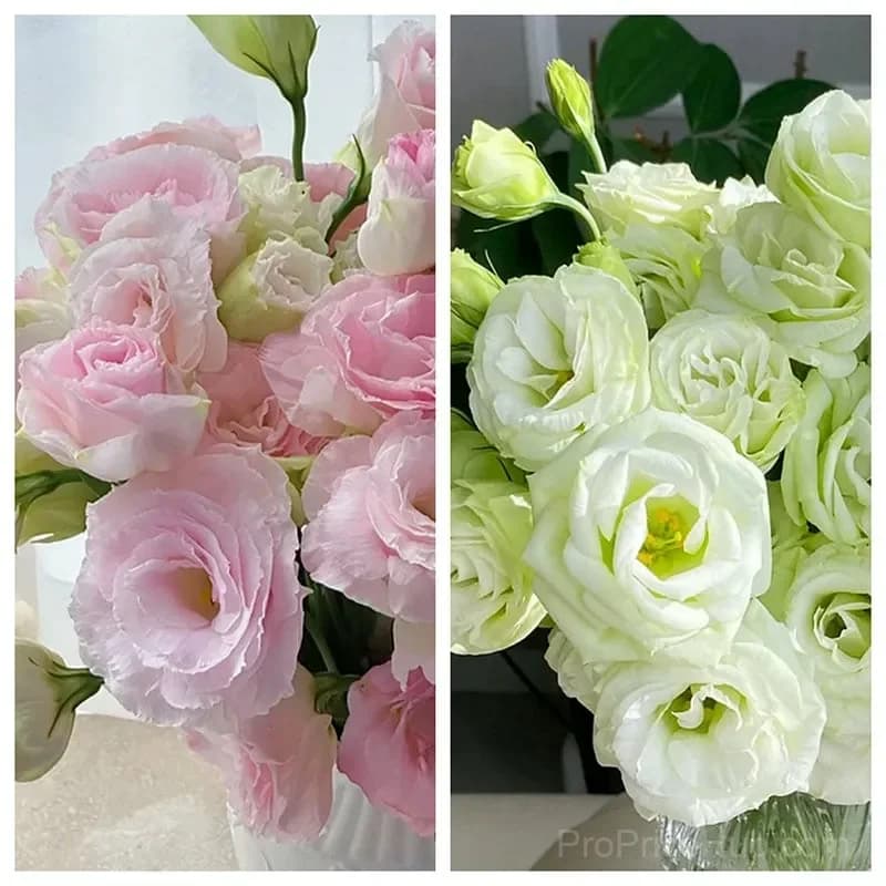 Eustoma Thornless Rose Lisianthus Seeds - 7 Day Germination - View 26
