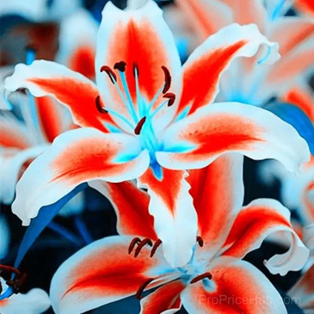 100 Rare Lily Seeds, Mixed Varieties - Main