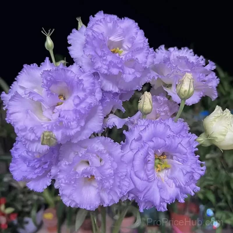 Eustoma Thornless Rose Lisianthus Seeds - 7 Day Germination - View 13