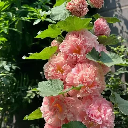 Rare Double Hollyhock Seeds - View 5