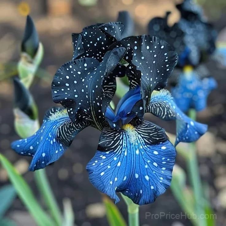 Signature Tall Bearded Iris – Premium Garden Bulbs - View 23
