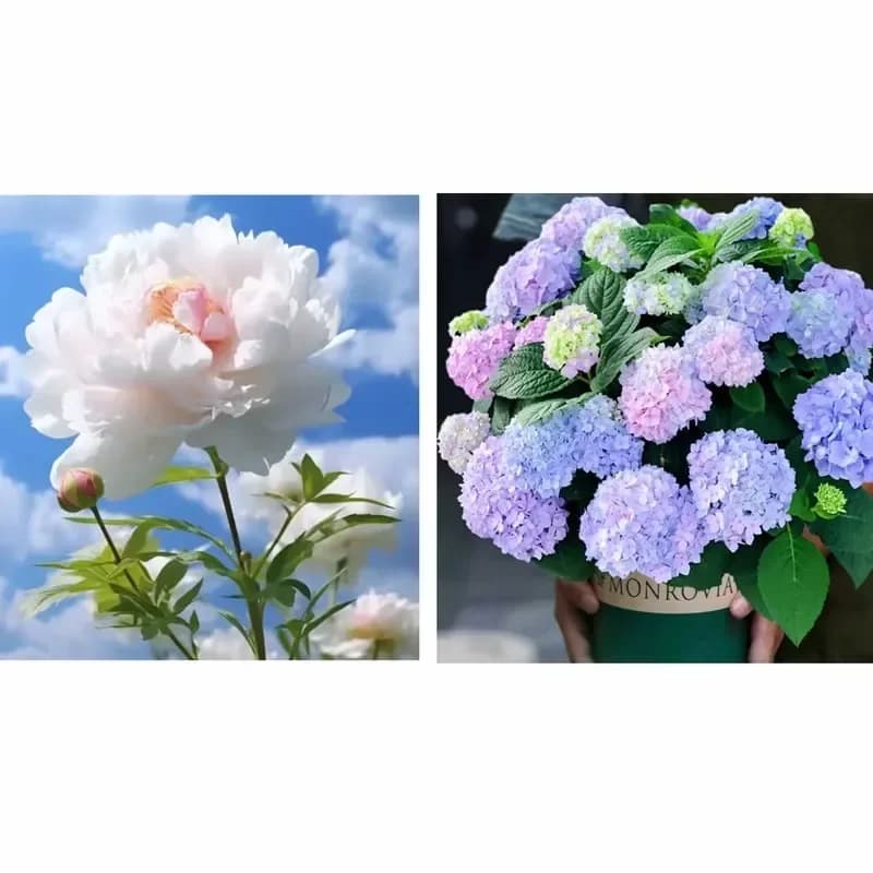 Double Petaled Piani Queen of Flowers Seeds - View 19