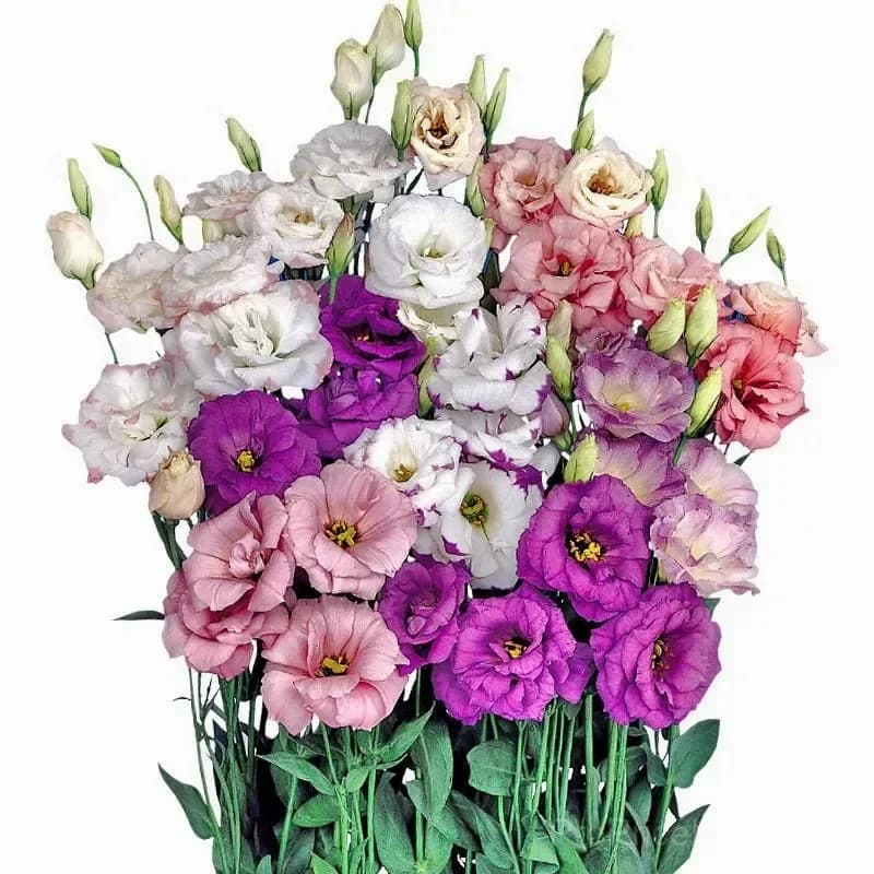 Eustoma Thornless Rose Lisianthus Seeds - 7 Day Germination - View 10