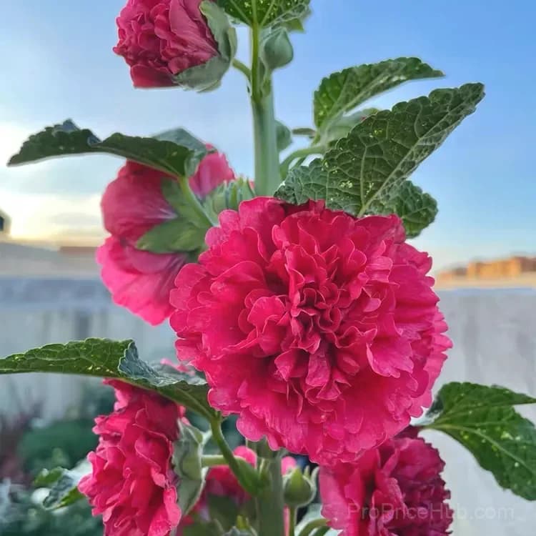 Rare Double Hollyhock Seeds - View 8