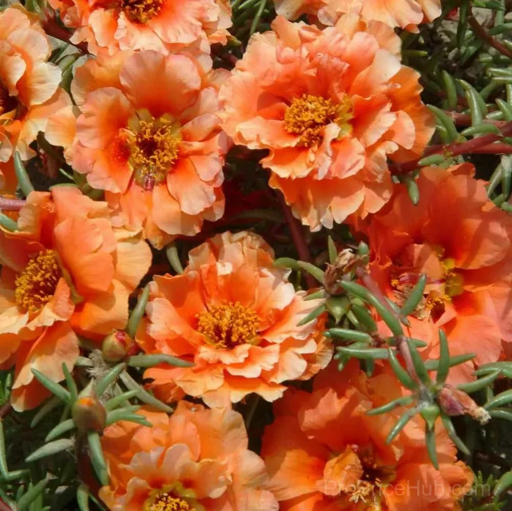 5000+ Four Season Mixed Moss Rose Seeds - View 6