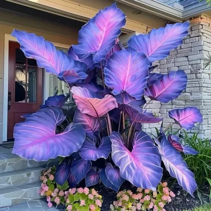 Rare Giant Multi-Color Caladium Bulbs – Tropical Leaves, Easy to Grow - View 20