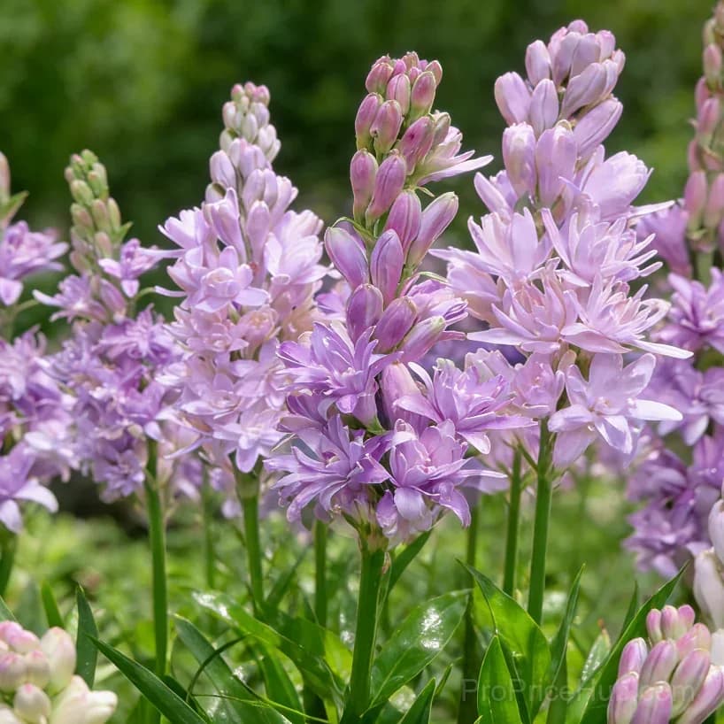 Double Perfume Tuberose Bulbs - Moon Garden Flower - View 7