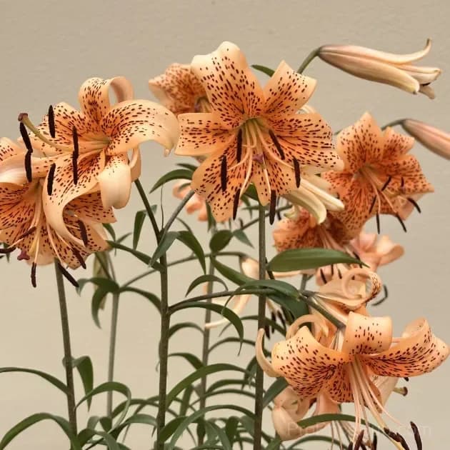 Rare Tiger Lily Bulbs - View 11