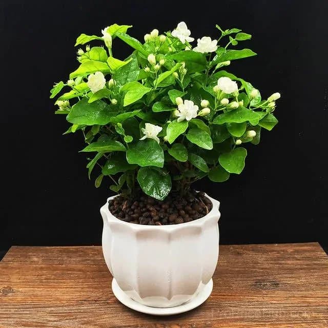 Double Jasmine Seeds – Double-Flowered Variety for Garden - View 13