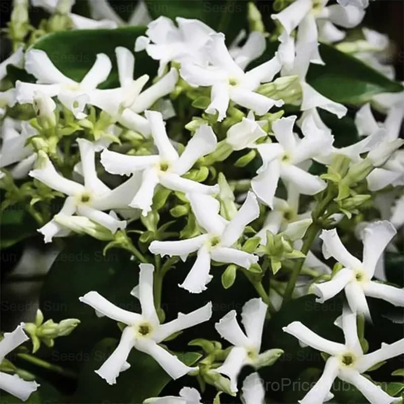 Windmill Jasmine Seeds - Alt