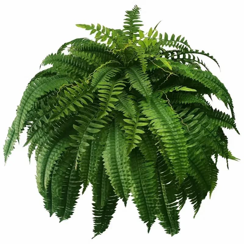 UV Resistant Lifelike Artificial Boston Fern - View 13