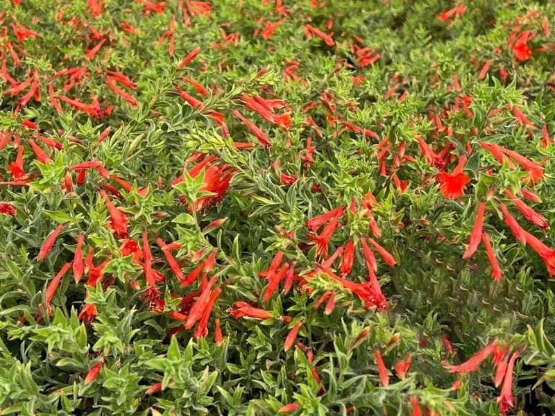 Epilobium garrettii Rainbow Burst Orange Glow Flower Seeds - View 14