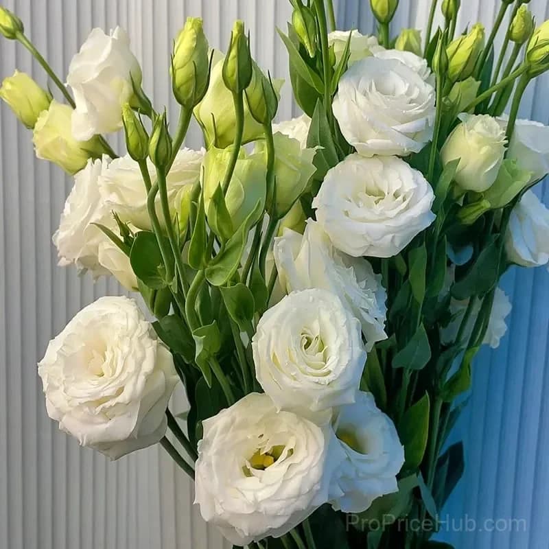 Eustoma Thornless Rose Lisianthus Seeds - 7 Day Germination - View 18