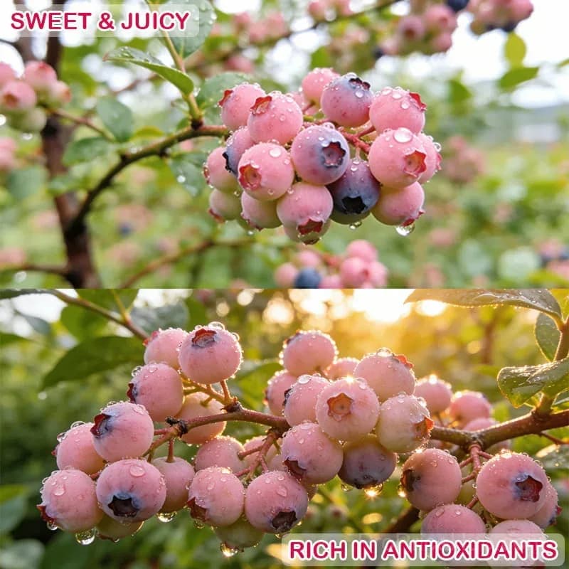 Premium Pink Blueberry Seeds for Planting - View 11