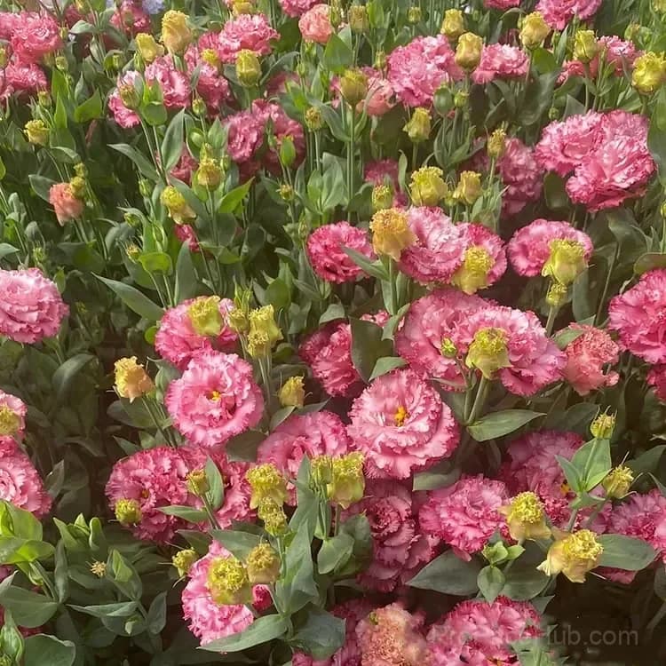 Eustoma Thornless Rose Lisianthus Seeds - 7 Day Germination - View 5