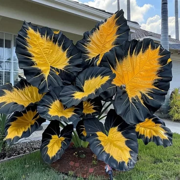 Giant Alocasia Bulbs – Tropical Houseplant Bulbs - View 9