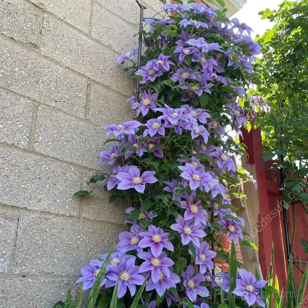 Clematis Flower Seeds - View 3