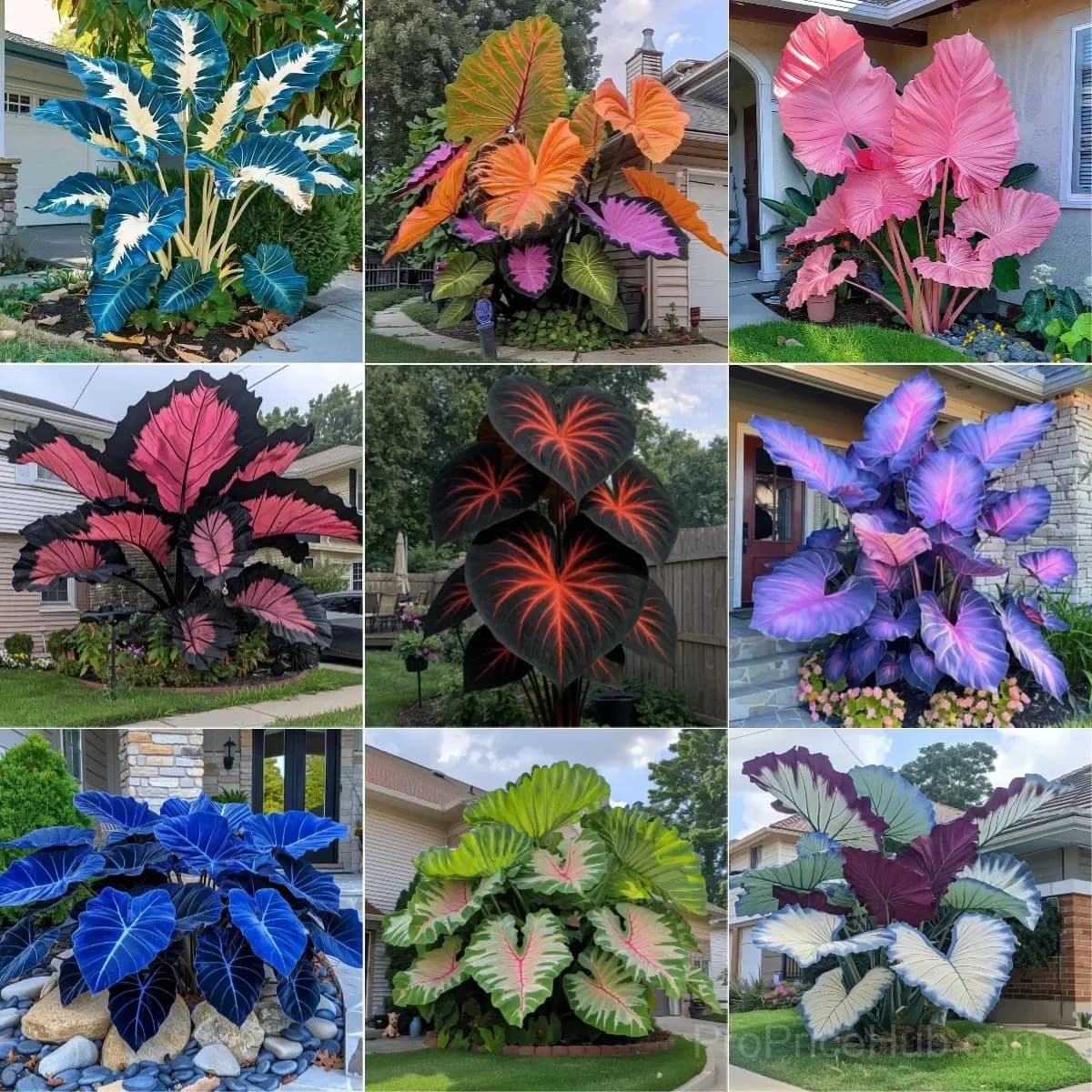 Rare Giant Multi-Color Caladium Bulbs – Tropical Leaves, Easy to Grow - View 23