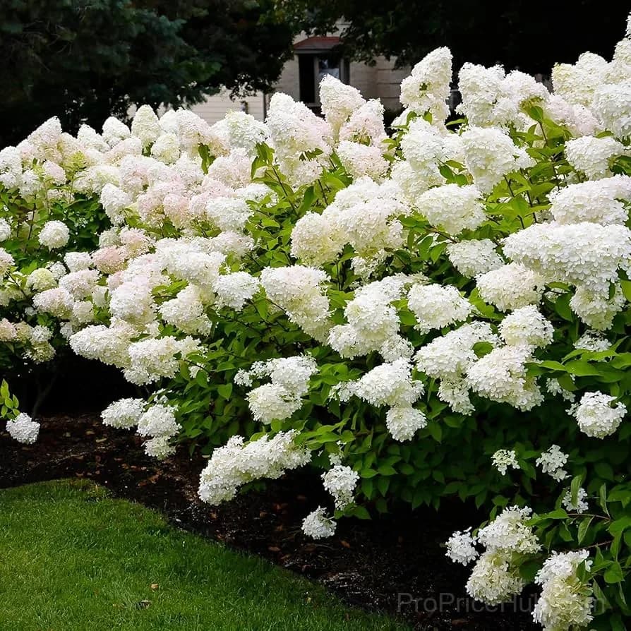 Mix Hydrangea Seeds, Perennial, 200 Seeds - View 11