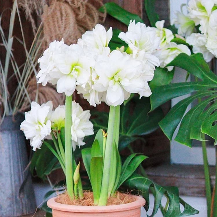 Double-Flowered Amaryllis Bulbs for Garden Planting - Alt