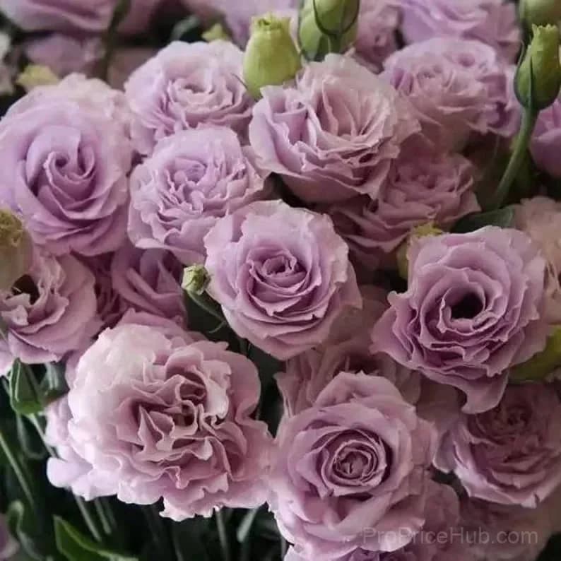Eustoma Thornless Rose Lisianthus Seeds - 7 Day Germination - View 33
