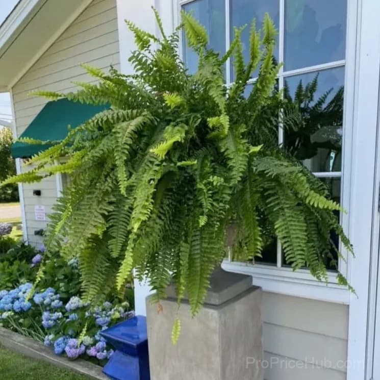 UV Resistant Lifelike Artificial Boston Fern - View 6