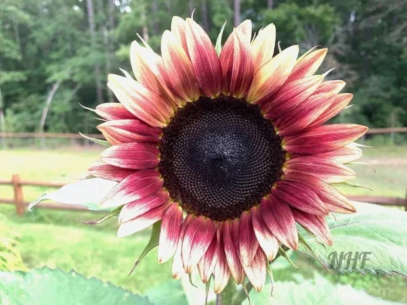 Cherry Rose Sunflower Seeds - View 3
