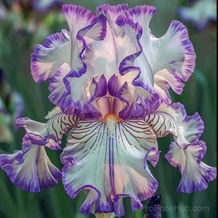 Rare Iris Bulbs | Flower Bulbs for Gardens - Alt