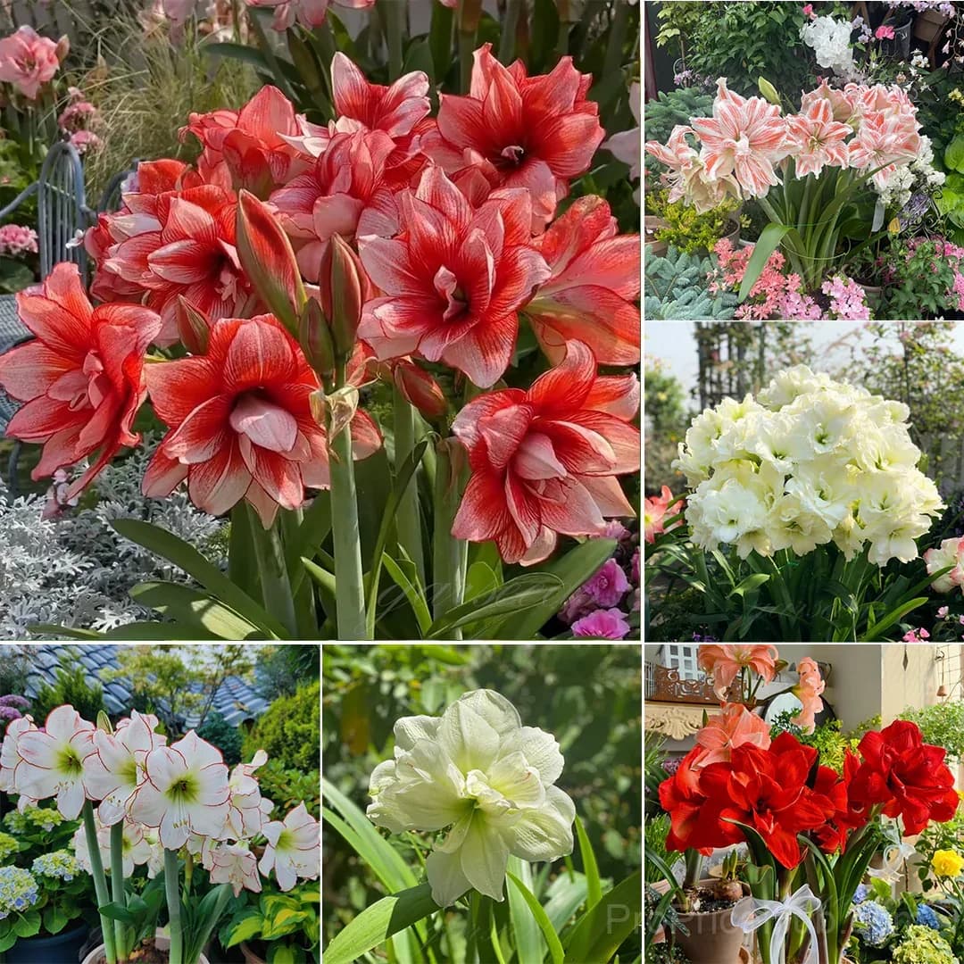 Double-Flowered Amaryllis Bulbs for Garden Planting - Main