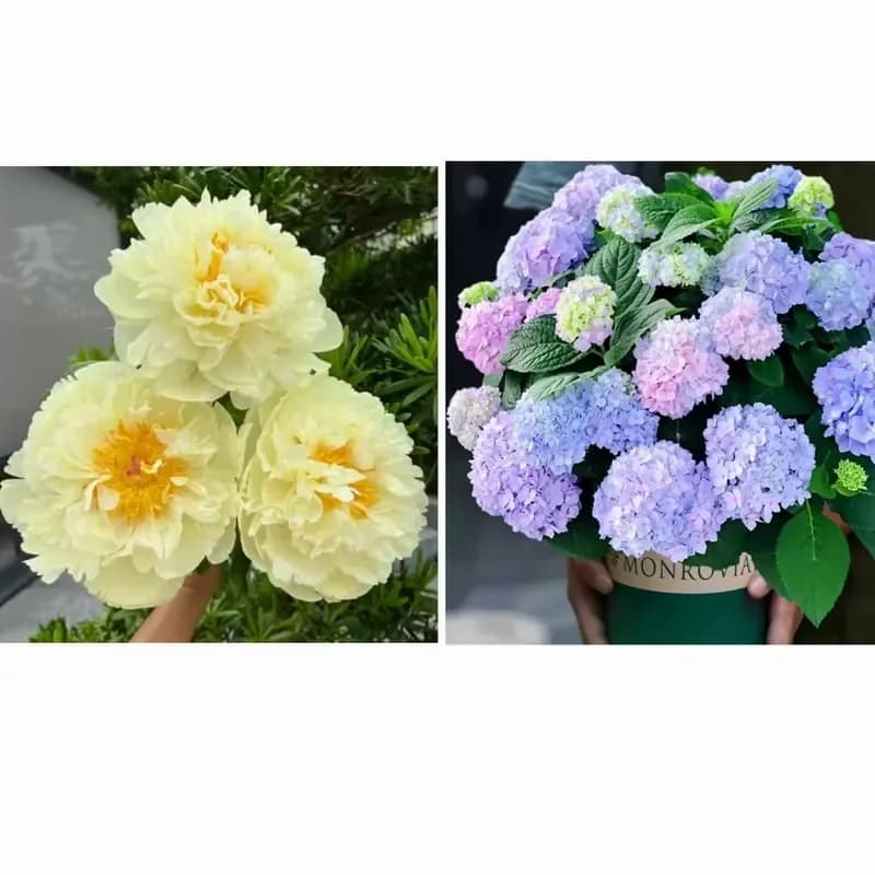 Double Petaled Piani Queen of Flowers Seeds - View 14