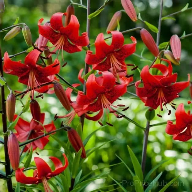 Rare Tiger Lily Bulbs - View 8