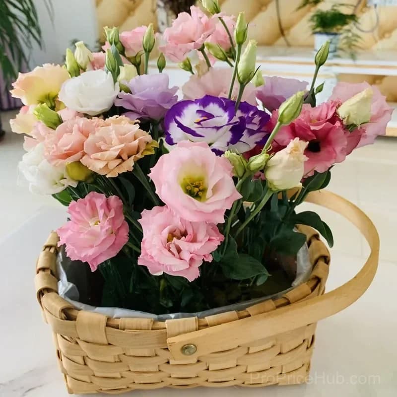 Eustoma Thornless Rose Lisianthus Seeds - 7 Day Germination - View 8